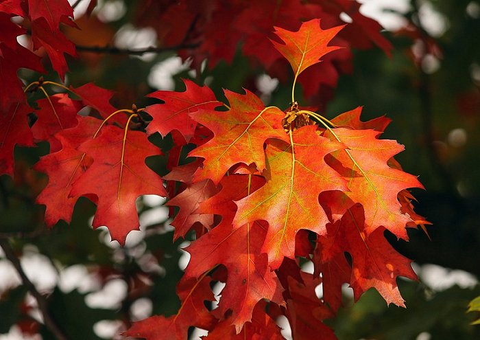 Fall Foliage Leaves Colorful Colored Autumn Forest 